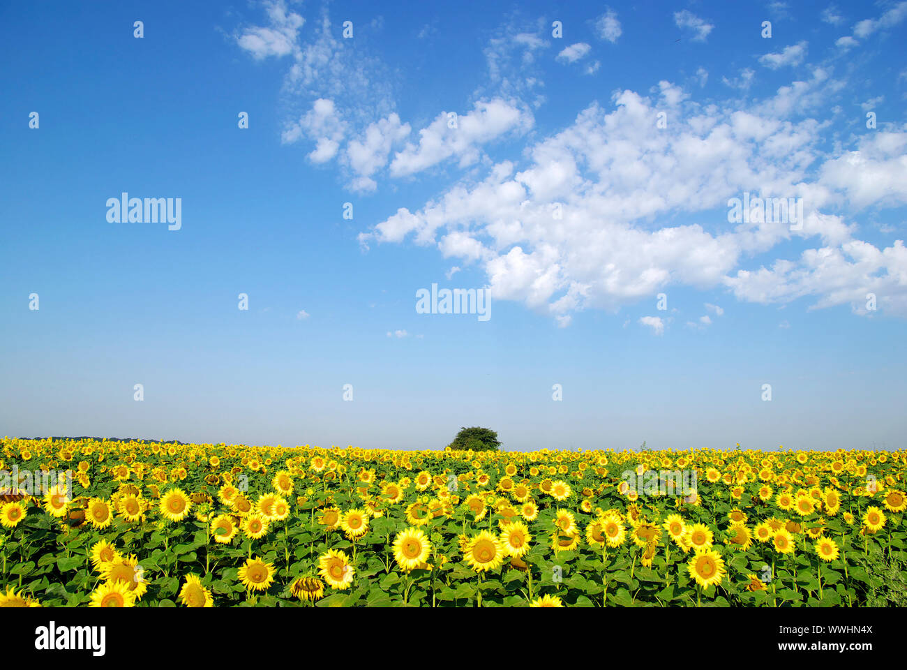 sunflower field over cloudy blue sky Stock Photo - Alamy