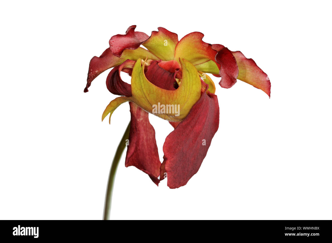 Flower of the red pitcher plant Stock Photo