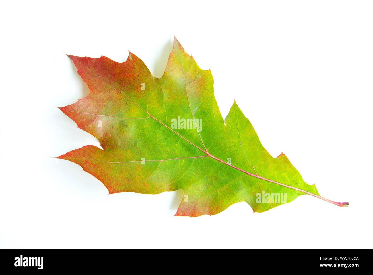 autumn maple leaf isolated on white background Stock Photo - Alamy