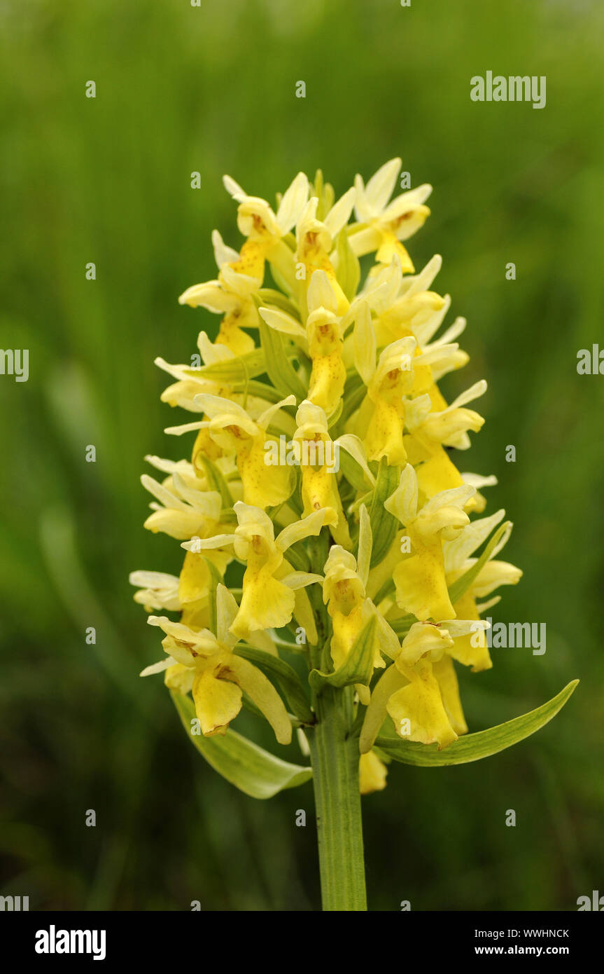 elderberry orchid Stock Photo