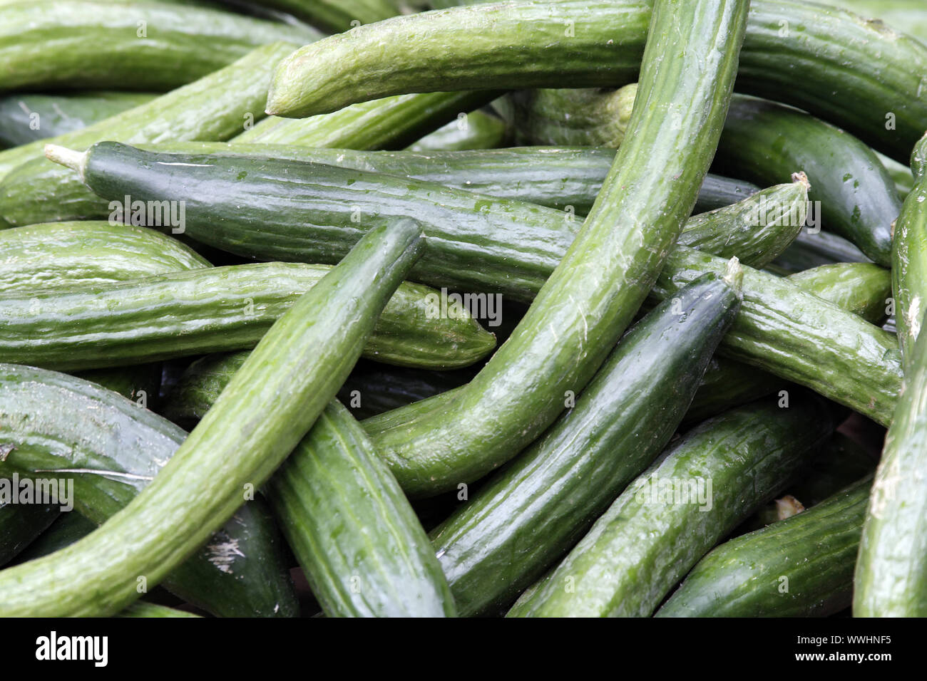 Salatgurken Stock Photo