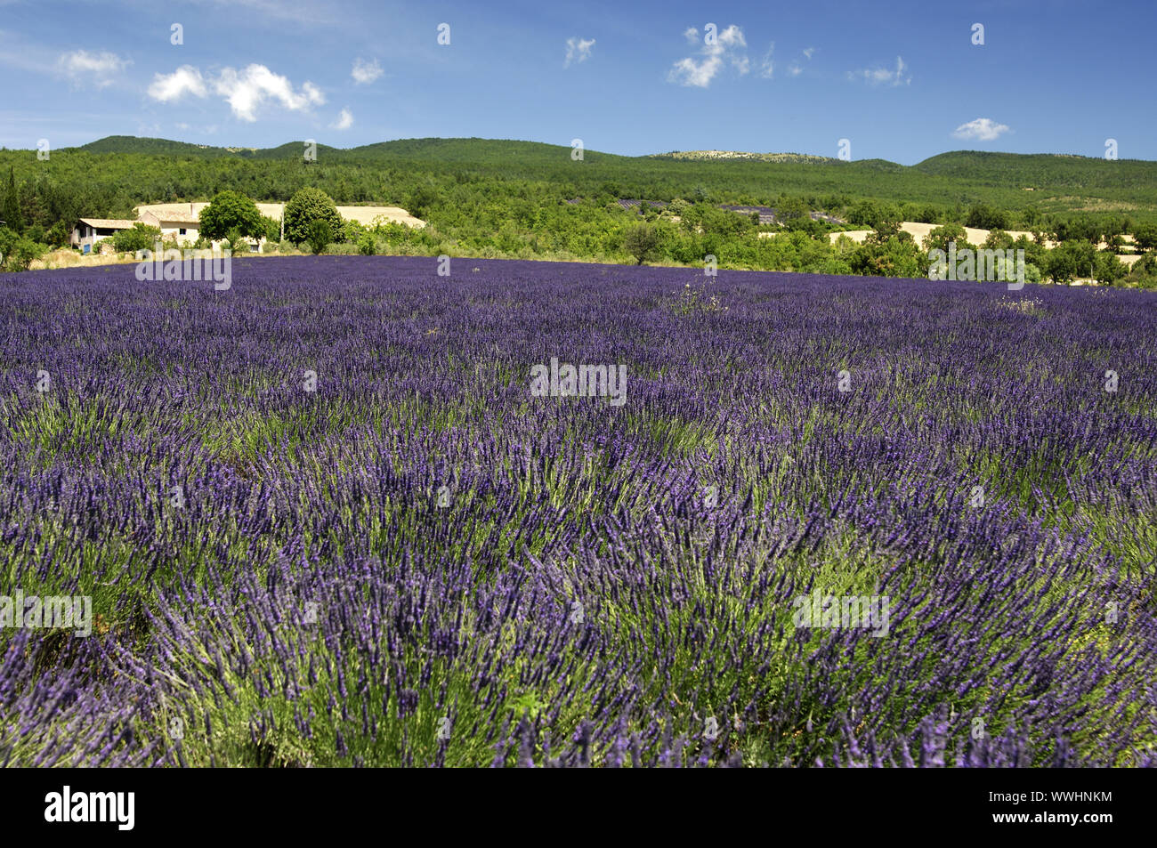 Lavender cultivation, Provence, France Stock Photo