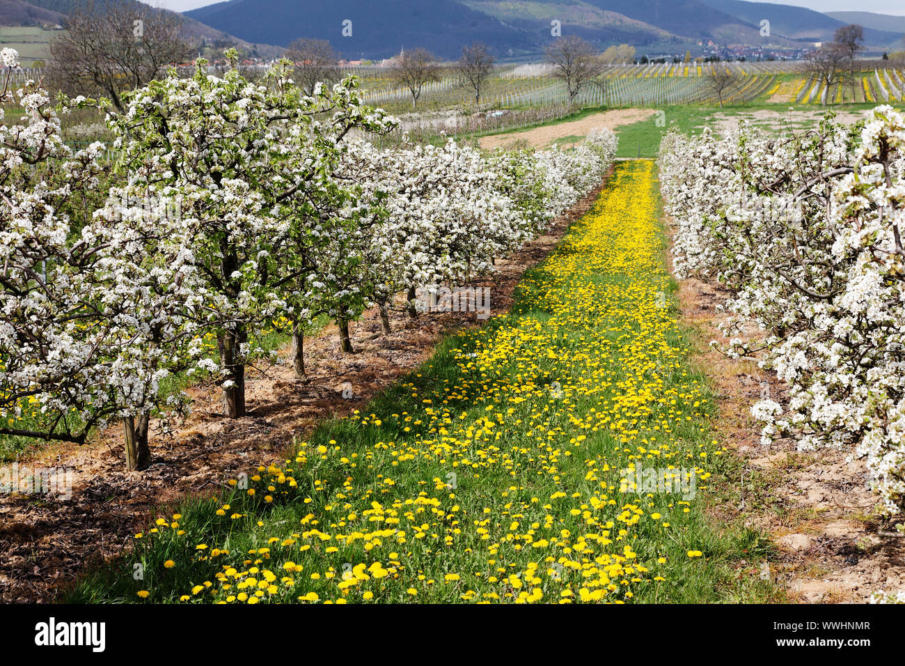 fruit tree blossom Stock Photo Alamy