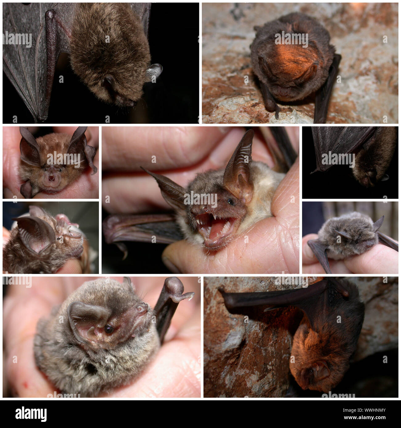 composite pictures with many species of Vespertilionidae in Europe Stock Photo