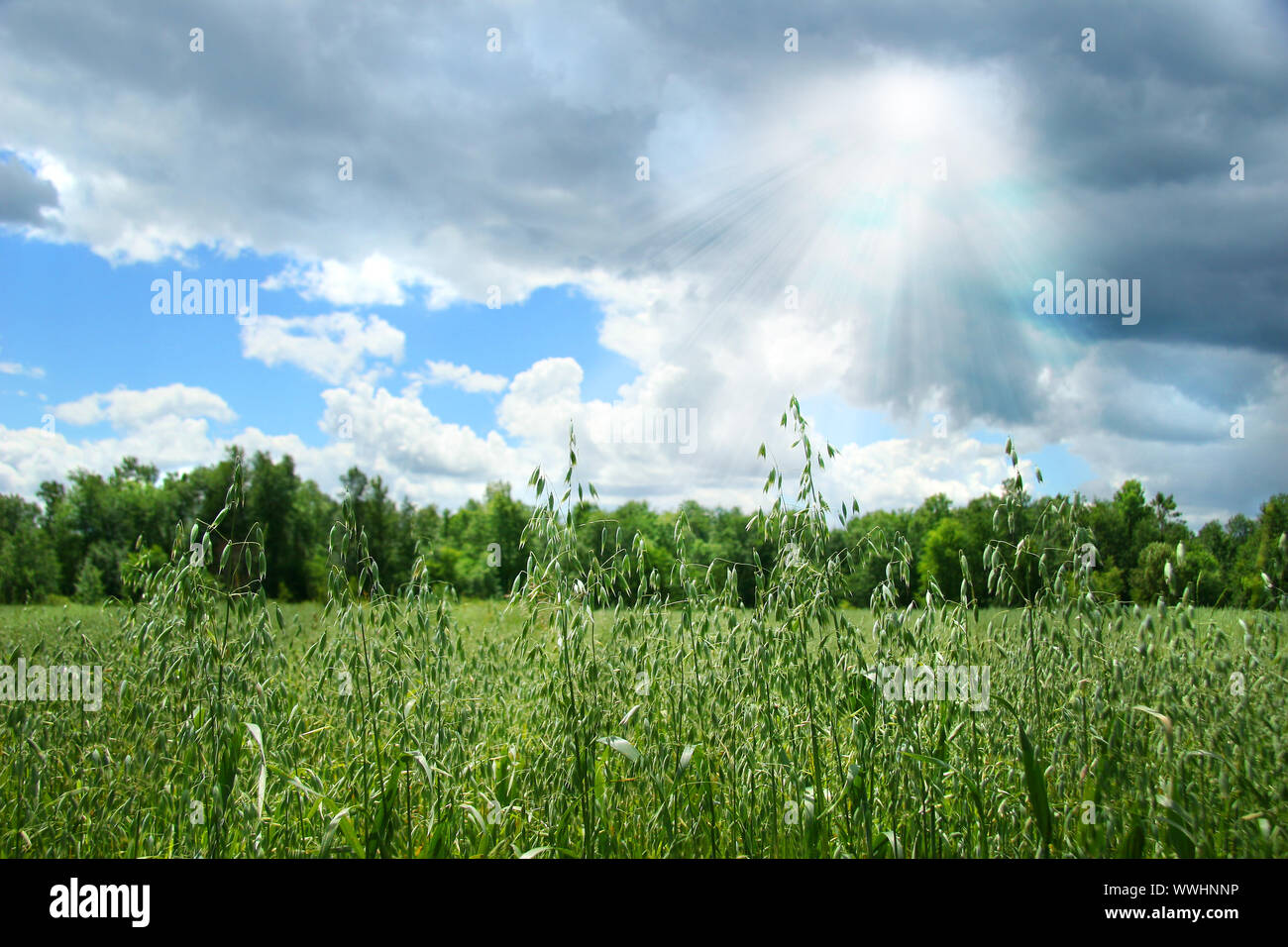 Summer grain growing in a farm field after before after rain showers Stock Photo