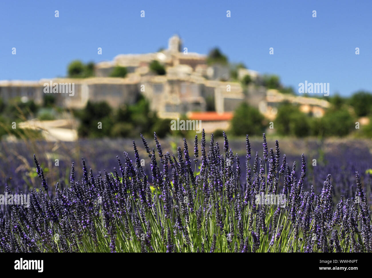 Flowering Lavender, Provence, France Stock Photo