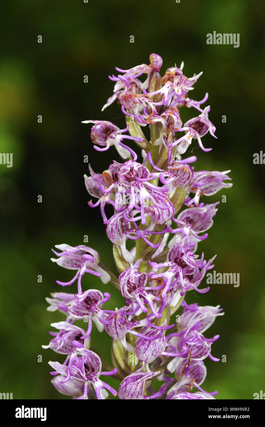 Hybrid purple orchid and monkey orchid Stock Photo