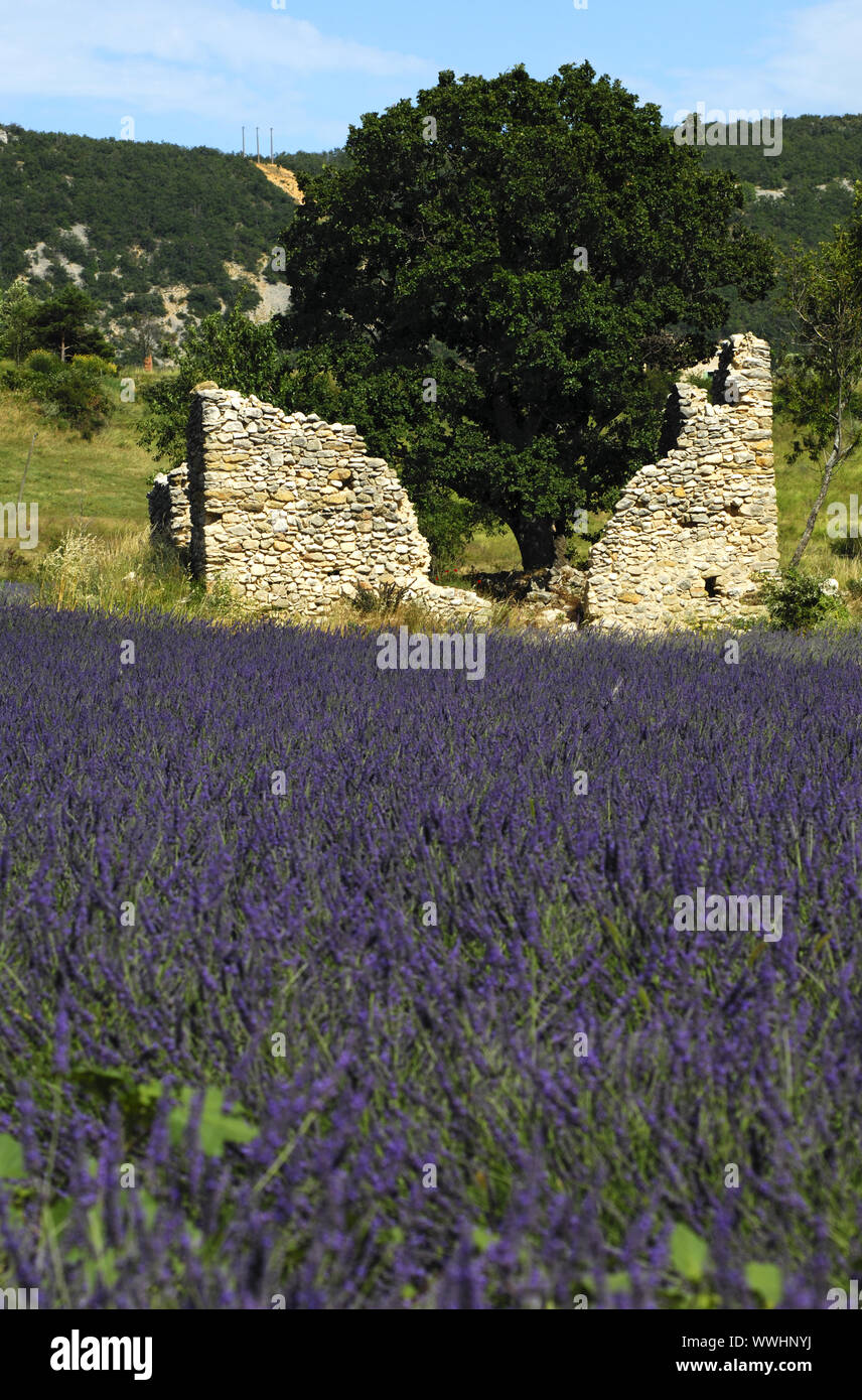 Ruin at a lavender field, Provence, France Stock Photo