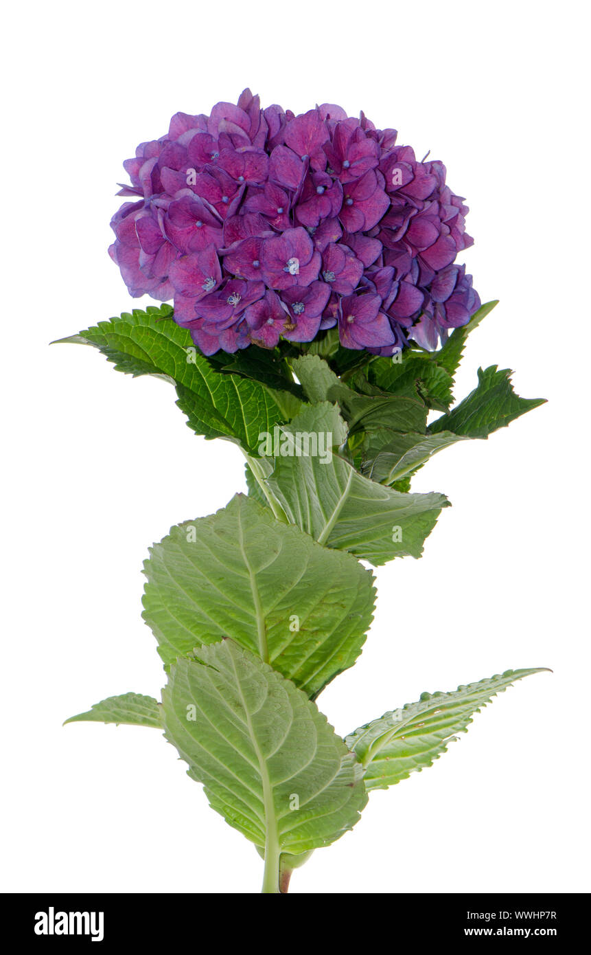 Lacecap Hydrangea (macrophylla normalis) isolated on white background. Stock Photo