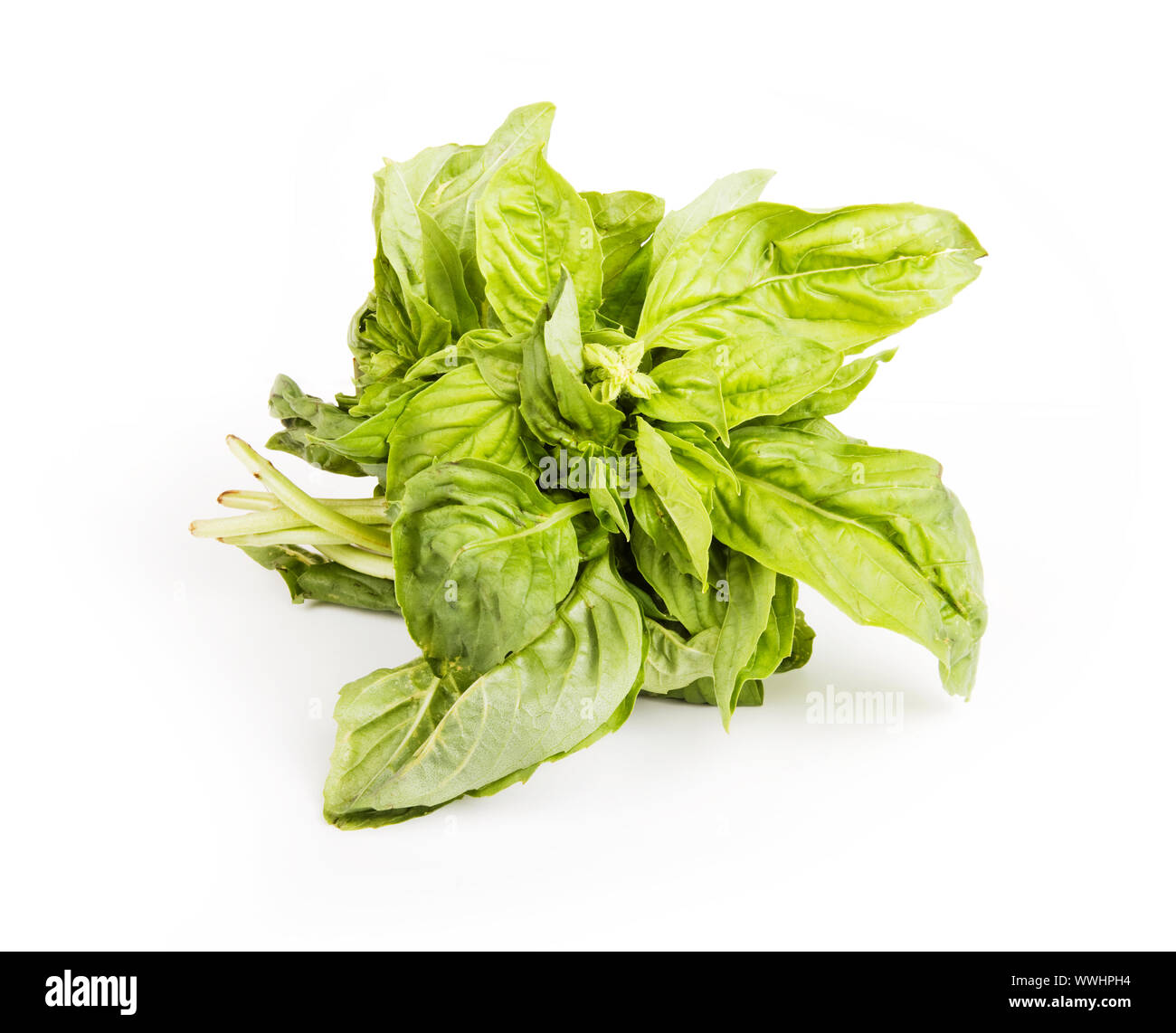 Small bundle of leafy green basil herb Stock Photo - Alamy