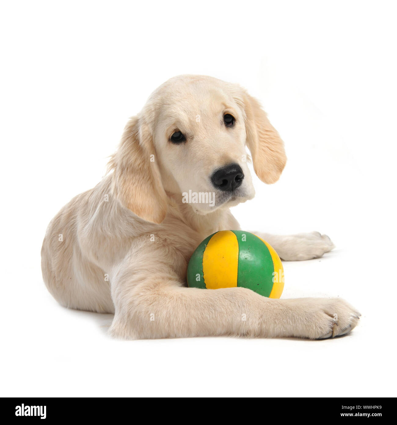 purebred puppy golden retriever in front of a white background Stock ...