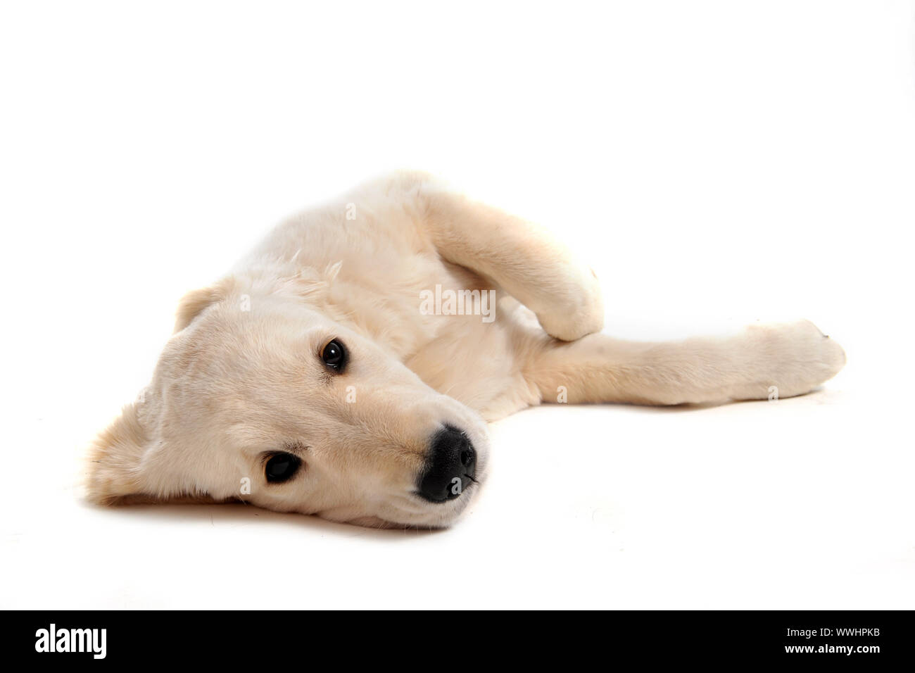 purebred puppy golden retriever in front of a white background Stock ...