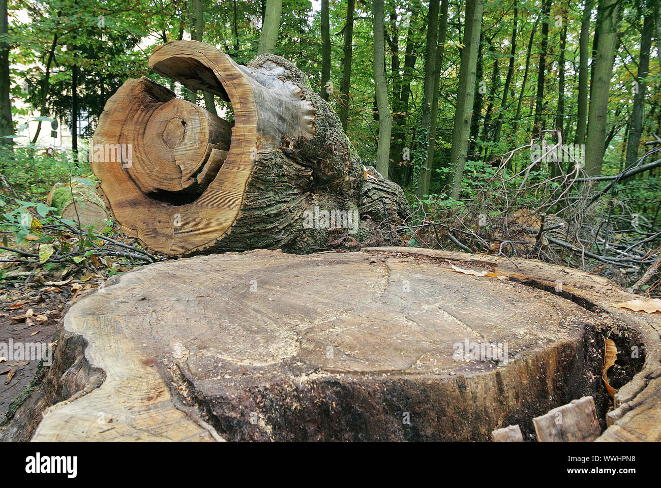 Sawn off hi-res stock photography and images - Alamy