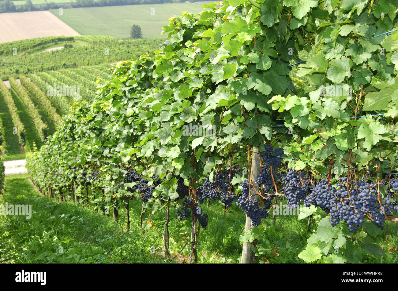 Vineyard with blue grapes, Switzerland Stock Photo