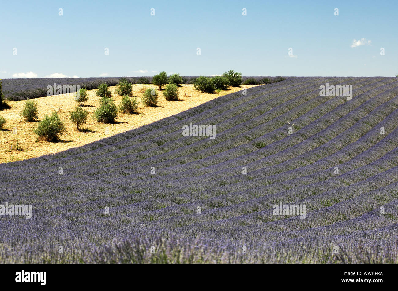cultivation of lavender, Valensole, Provence, France Stock Photo