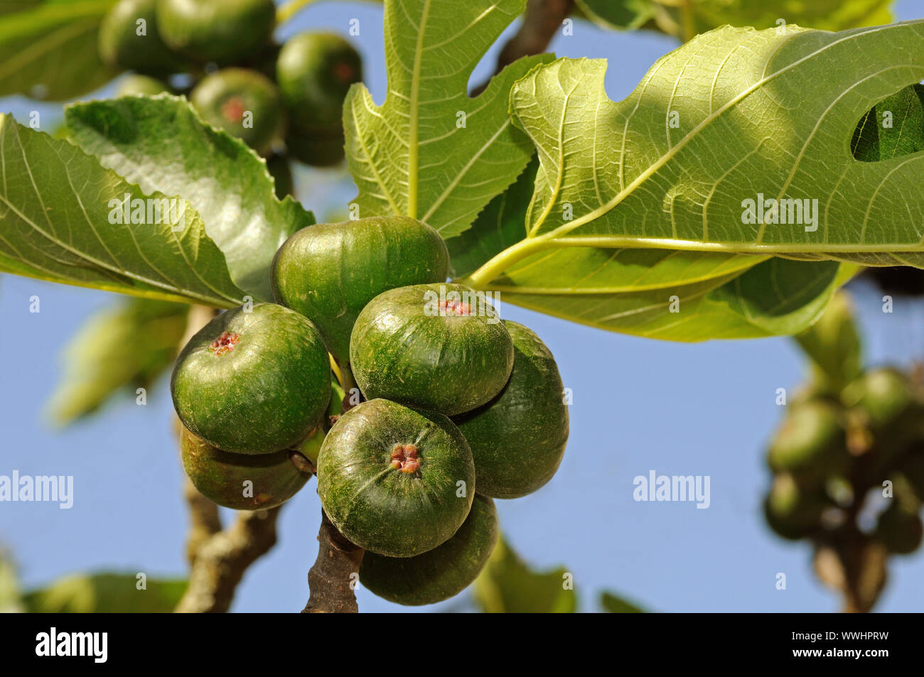 Fruits on the tree of the real fig Stock Photo Alamy
