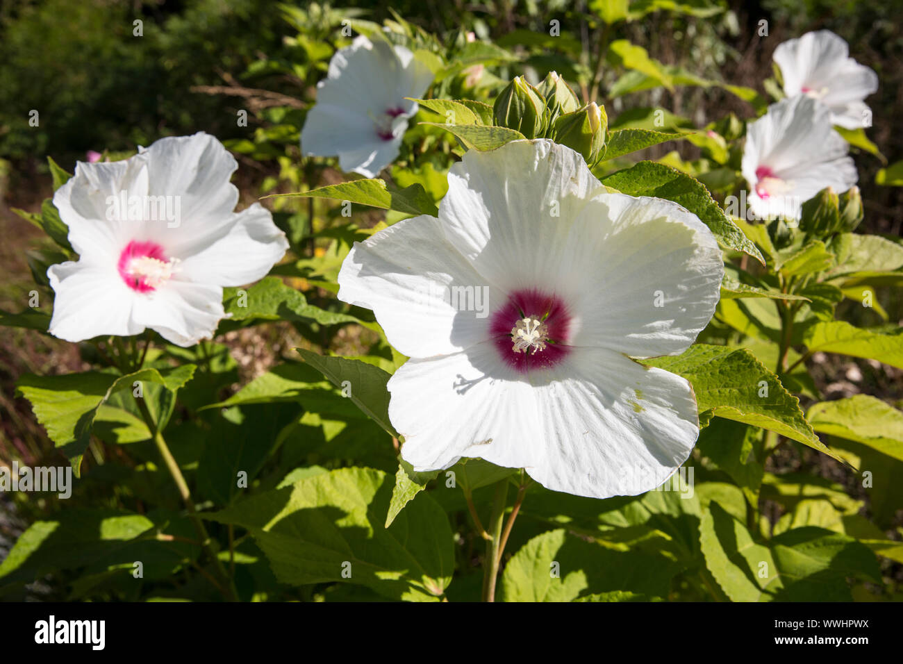 Hibiscus Moscheutos flowering in RHS Wisley surrounding gardens during the month of early September, Surrey, UK Stock Photo