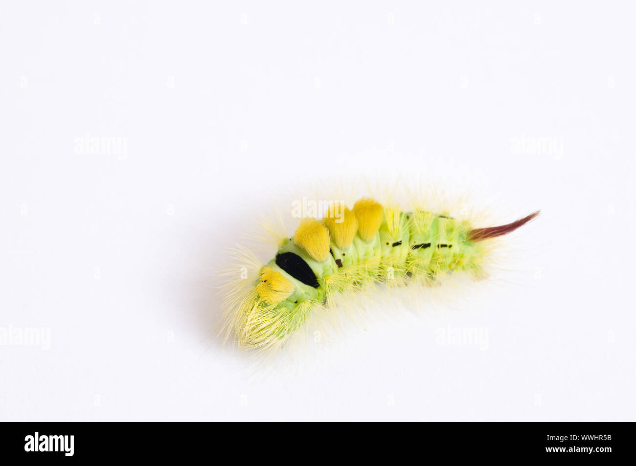 beech redstart caterpillar Stock Photo