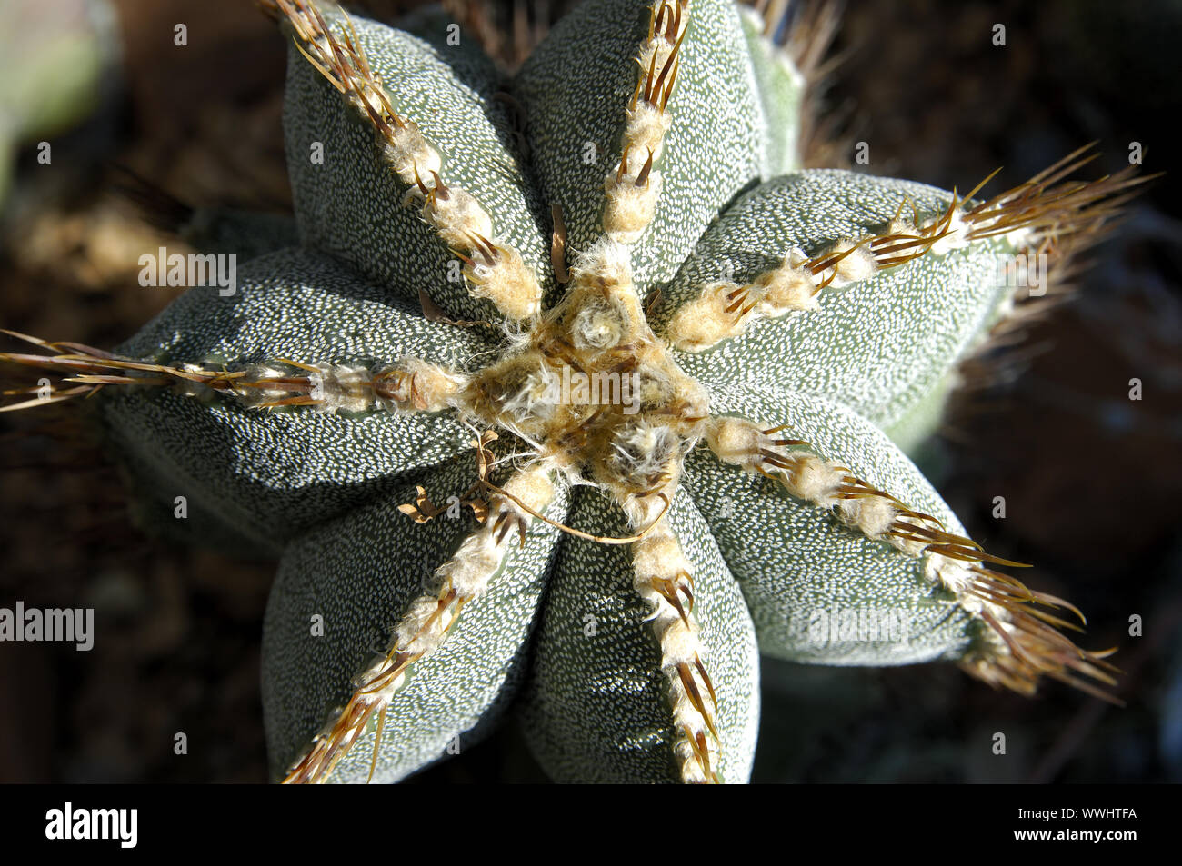 star cactus Stock Photo