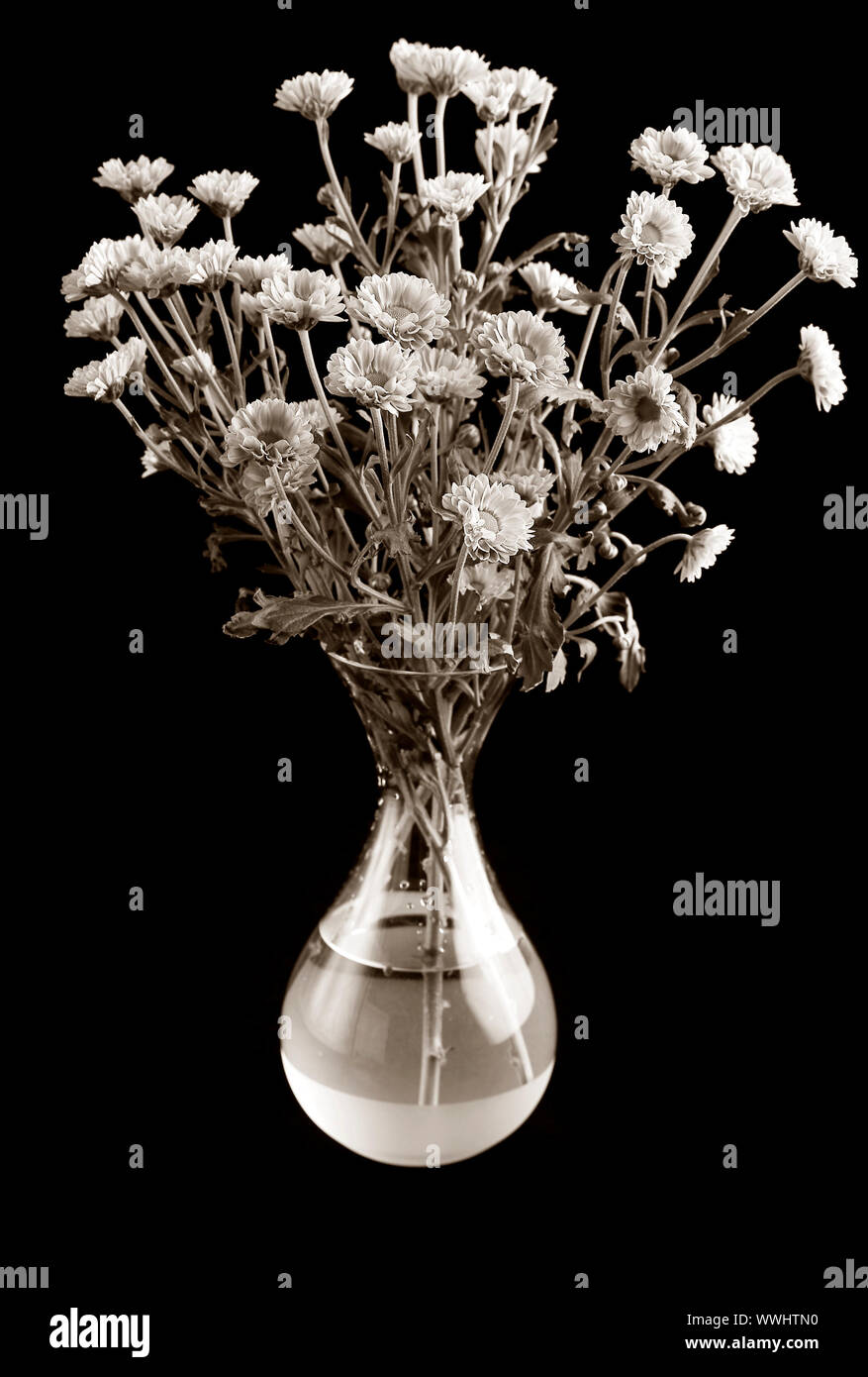 Bouquet of flowers in a vase. Black background. Sepia Stock Photo - Alamy