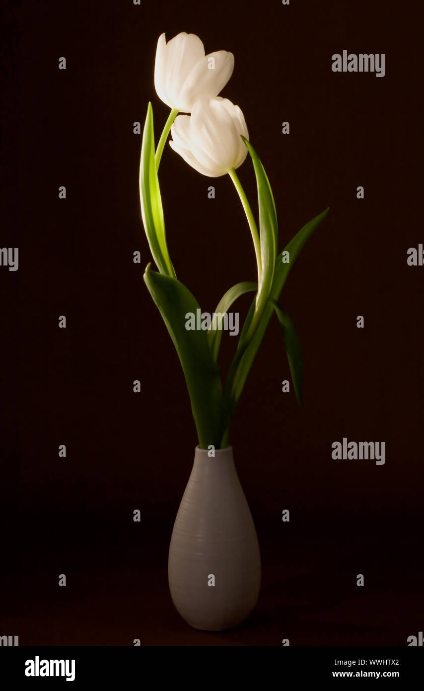 Two beautiful tulips in a vase on artistic background Stock Photo - Alamy