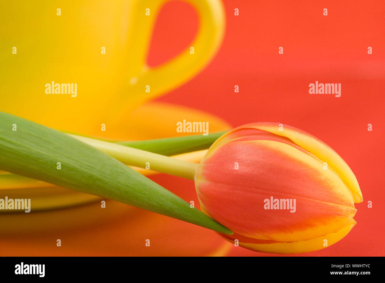 Yellow cap and tulip Stock Photo