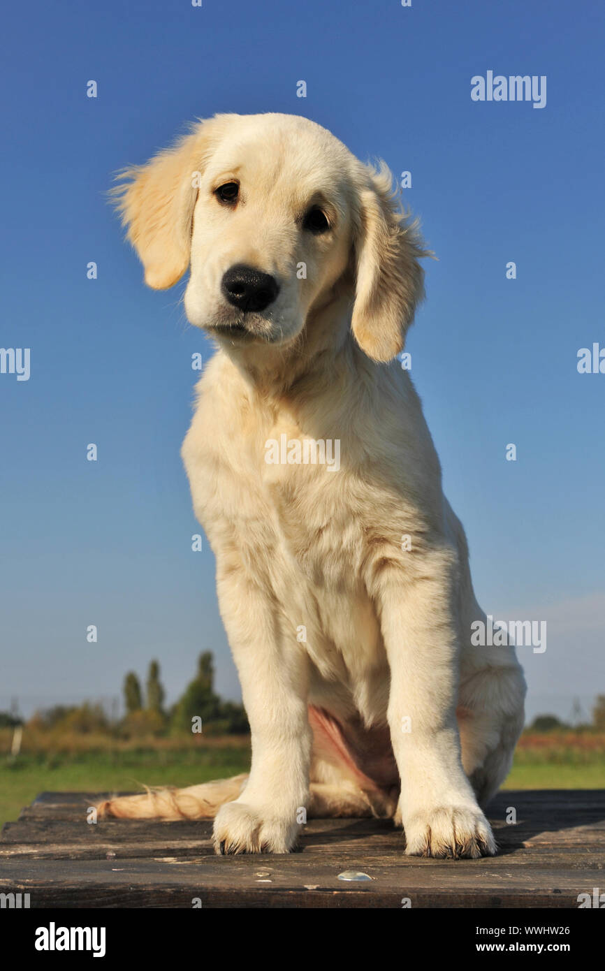 purebred puppy golden retriever on a table outdoors Stock Photo - Alamy