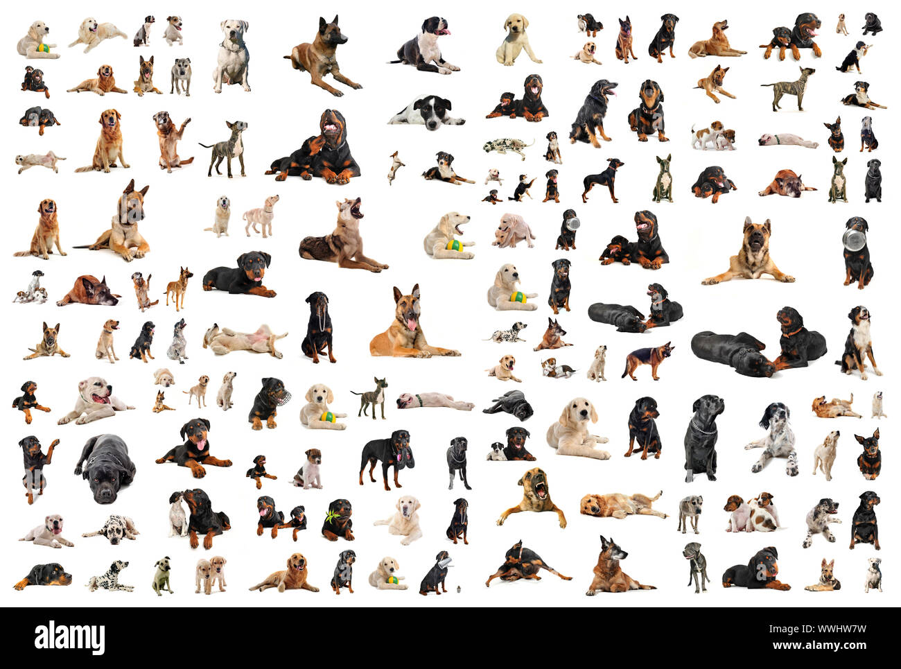 composite picture with purebred dogs in a white background Stock Photo ...