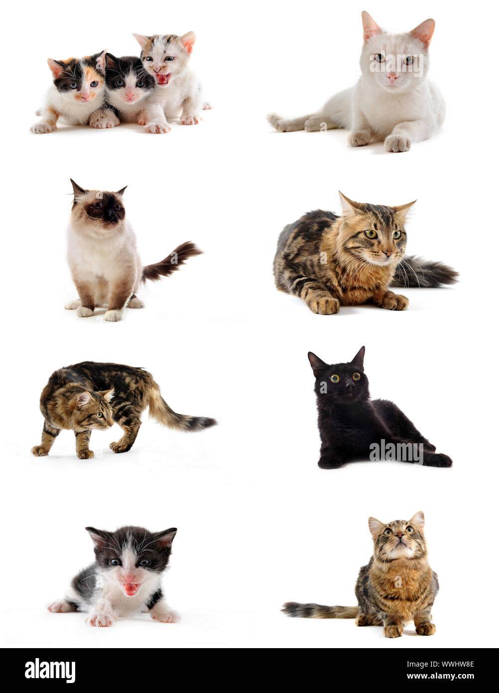 cats and kitten on a white background Stock Photo - Alamy