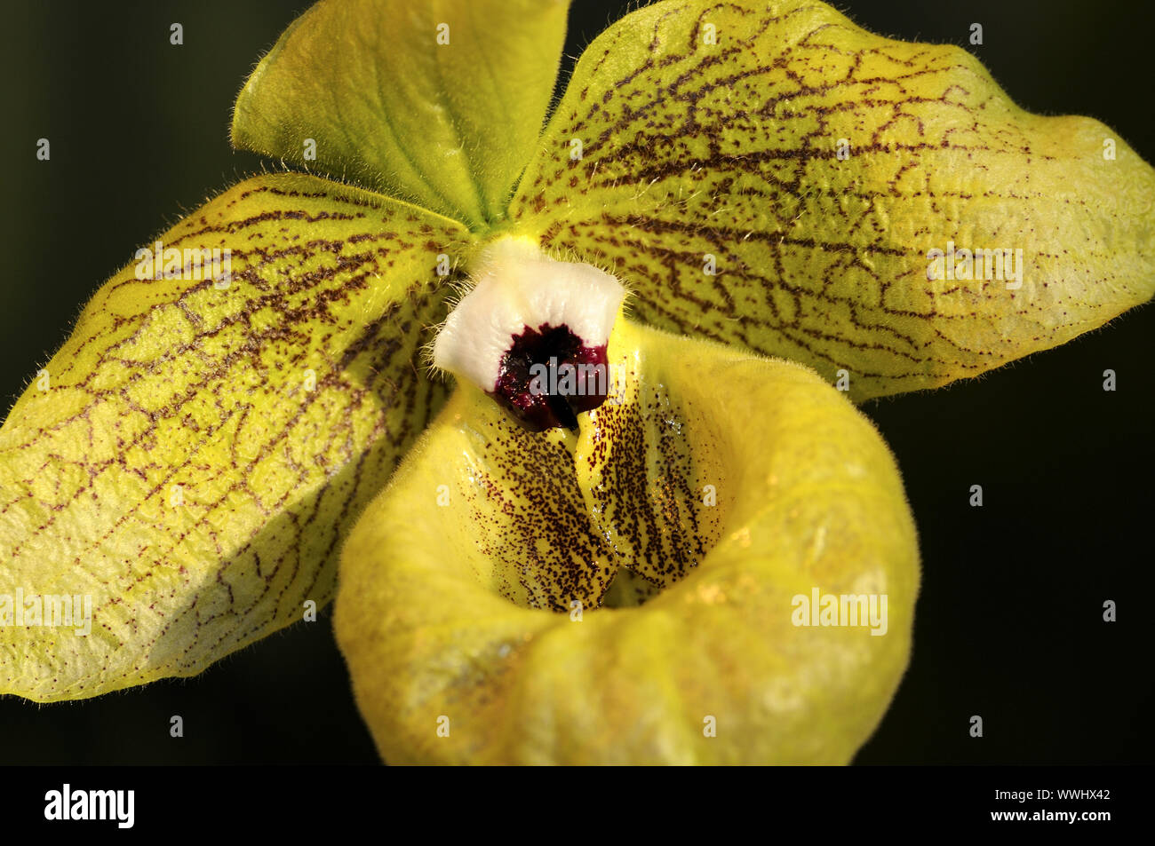 Labellum, Lady's Slipper Orchid Stock Photo