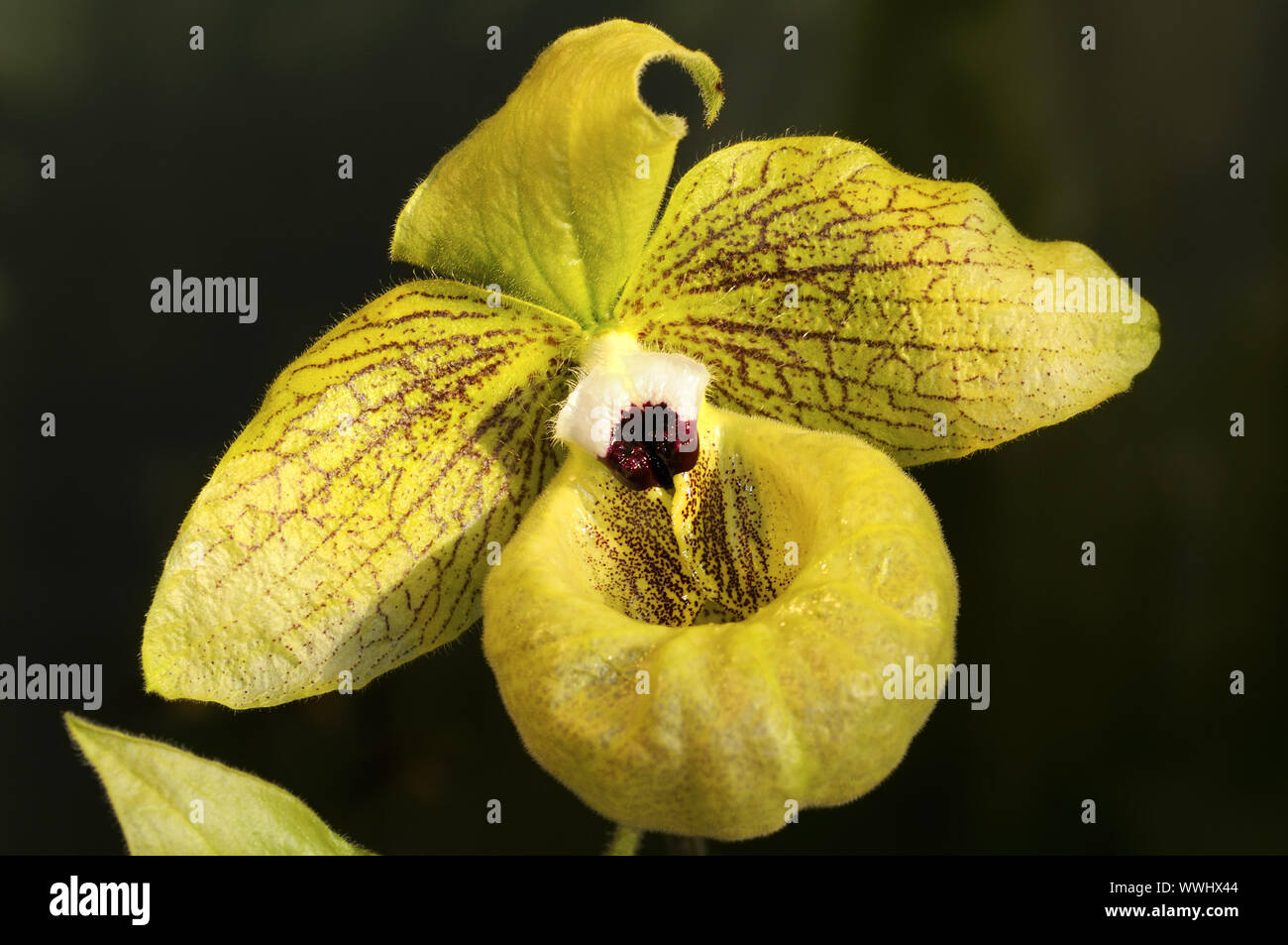 Labellum, Lady's Slipper Orchid Stock Photo