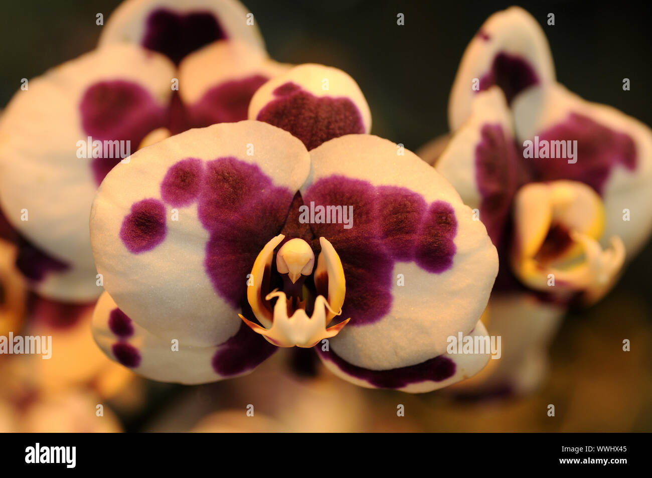 Doritaenopsis Orchid Hybrid Stock Photo