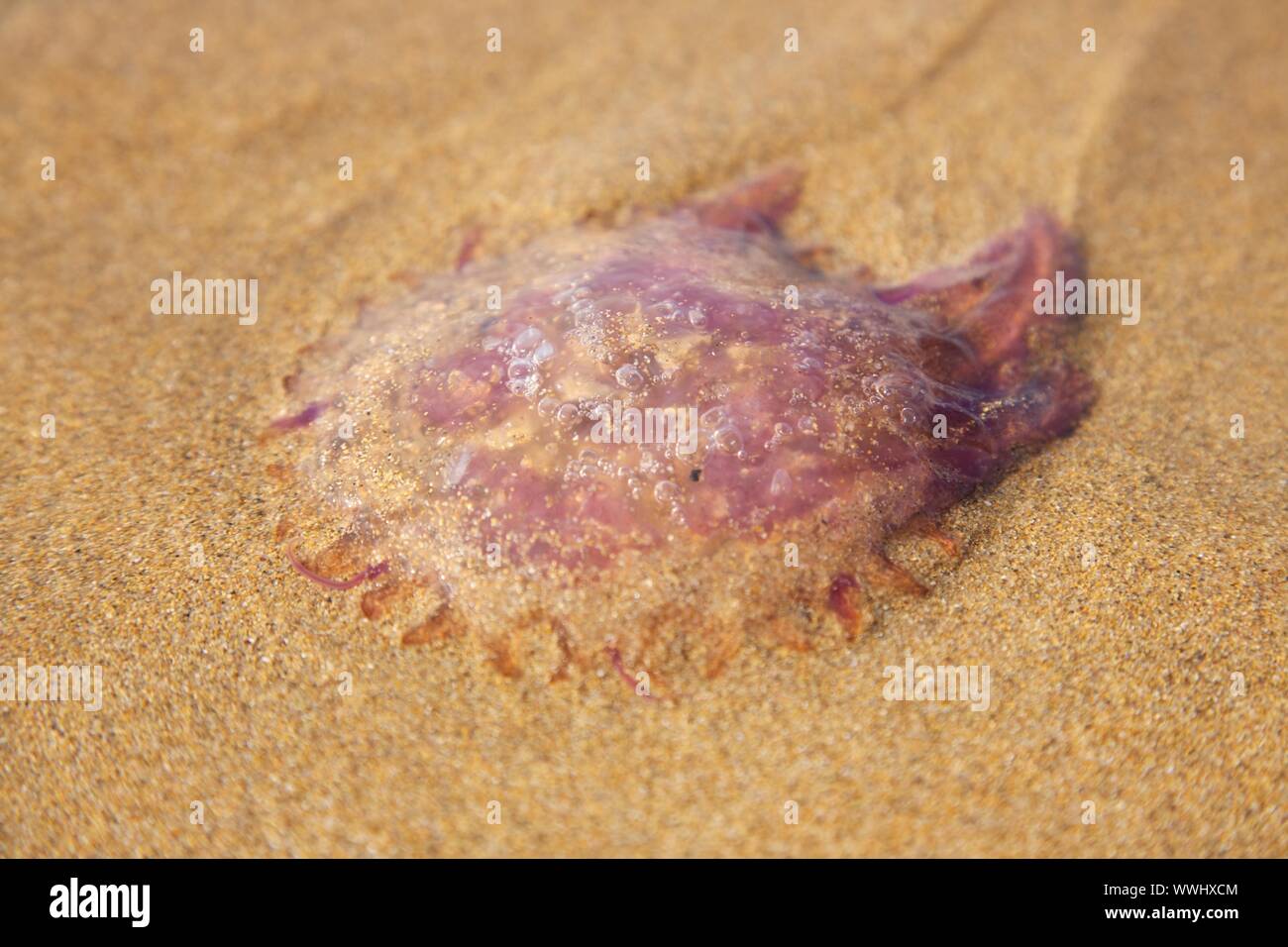 medusa lying on sand in a spanish beach Stock Photo Alamy