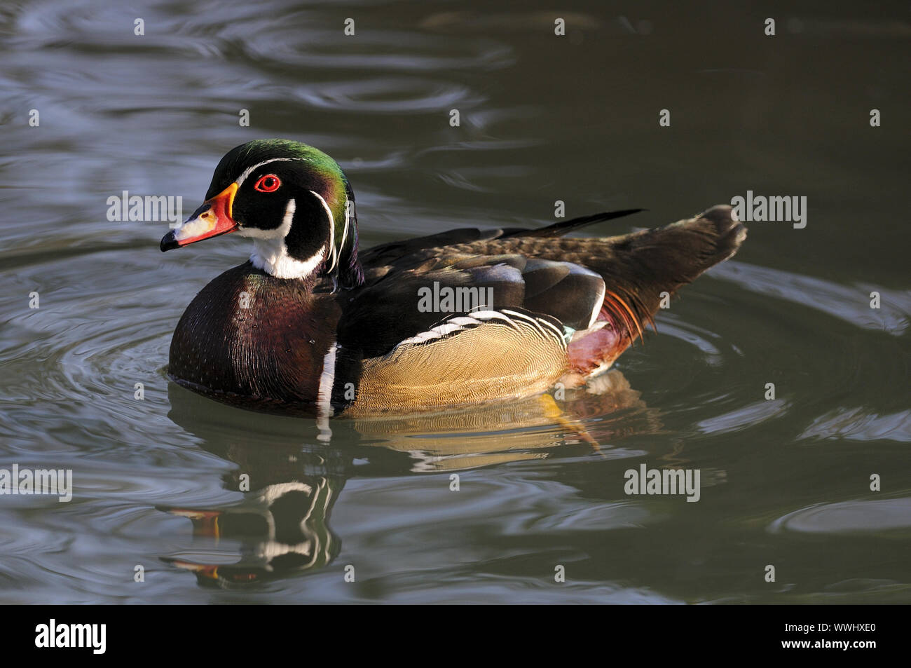 Bridey Duck Stock Photo