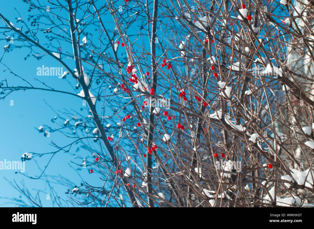 Bunches of red viburnum on dry branches covered with white snow Stock Photo