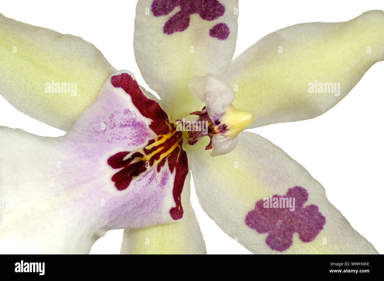 Miltassia Orchideee-Hybride Stock Photo