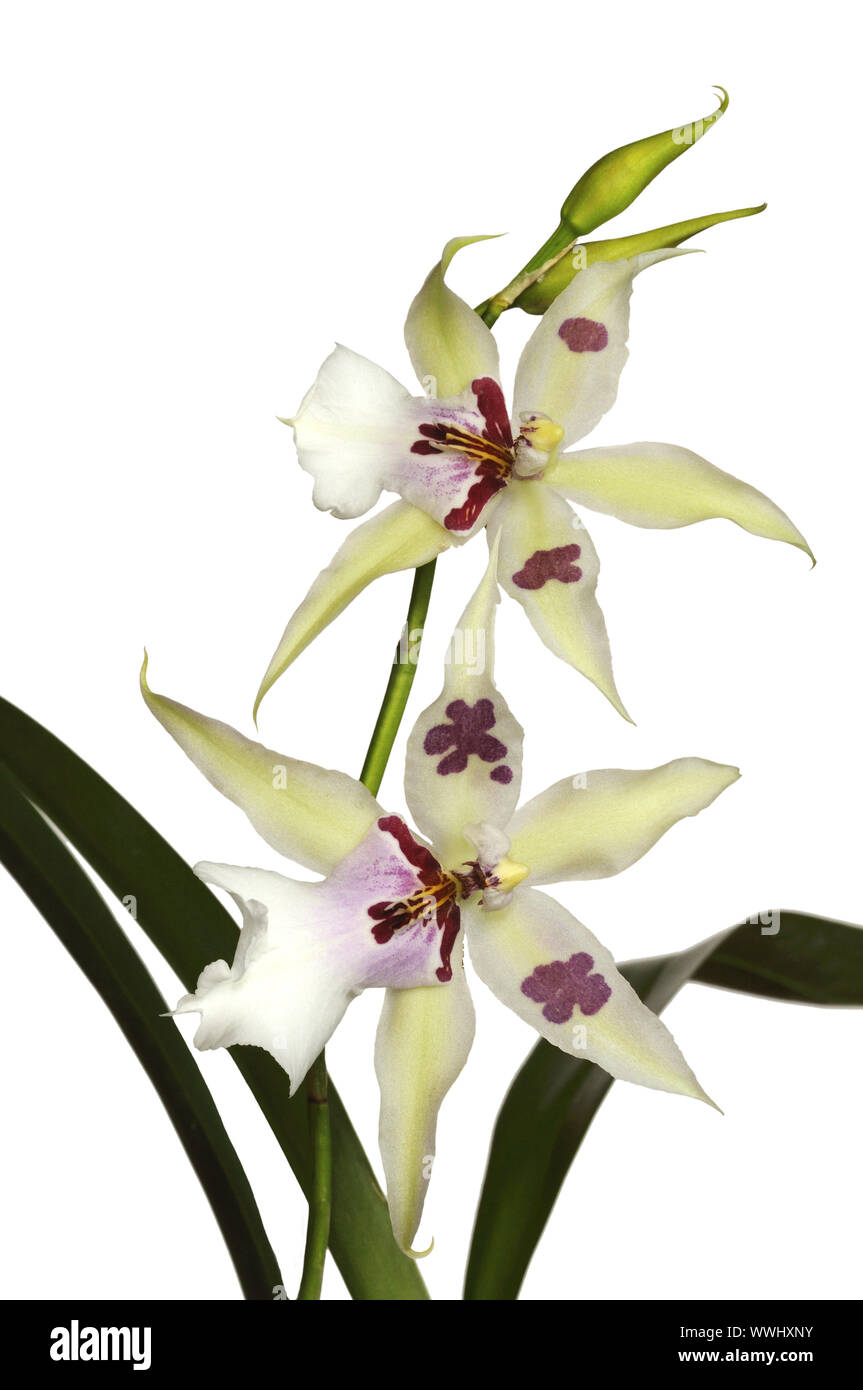 Miltassia Orchideee-Hybride Stock Photo