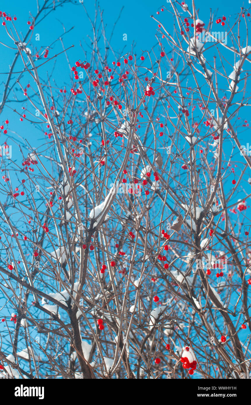 Bunches of red viburnum on dry branches covered with white snow vertical orientation Stock Photo