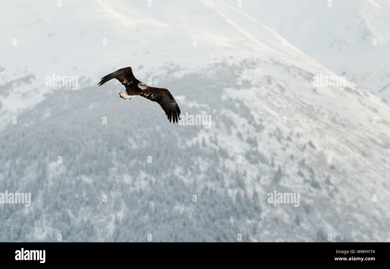 Flying Bald Eagle. Snow covered mountains. Alaska Chilkat Bald Eagle Preserve, Alaska, USA Stock Photo