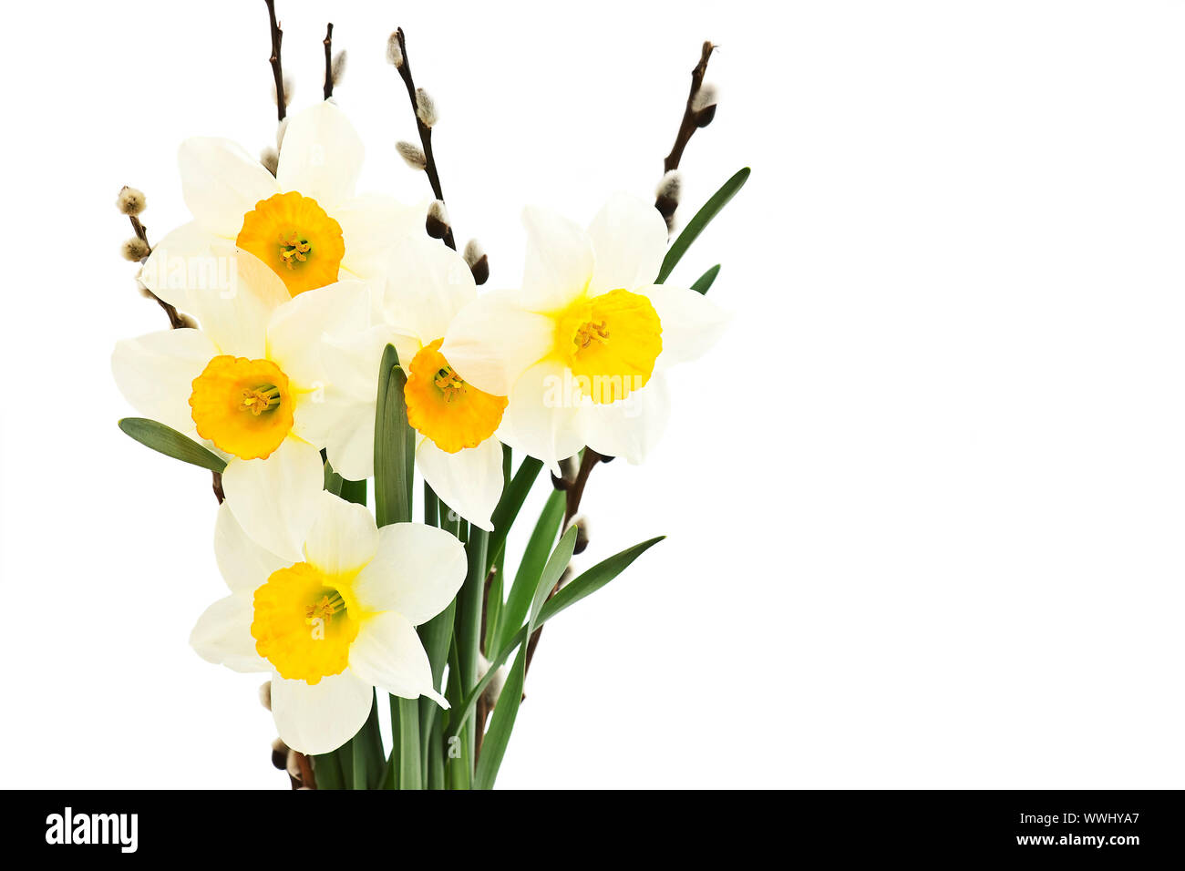 narcissus bouquet isolated on white background Stock Photo - Alamy