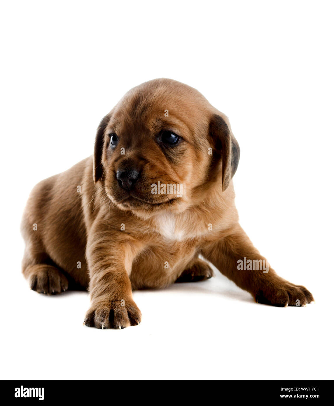 Little cute puppy isolated on white background Stock Photo - Alamy