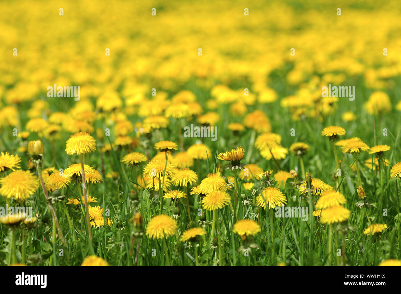 Green meadow with flowering dandelion Stock Photo