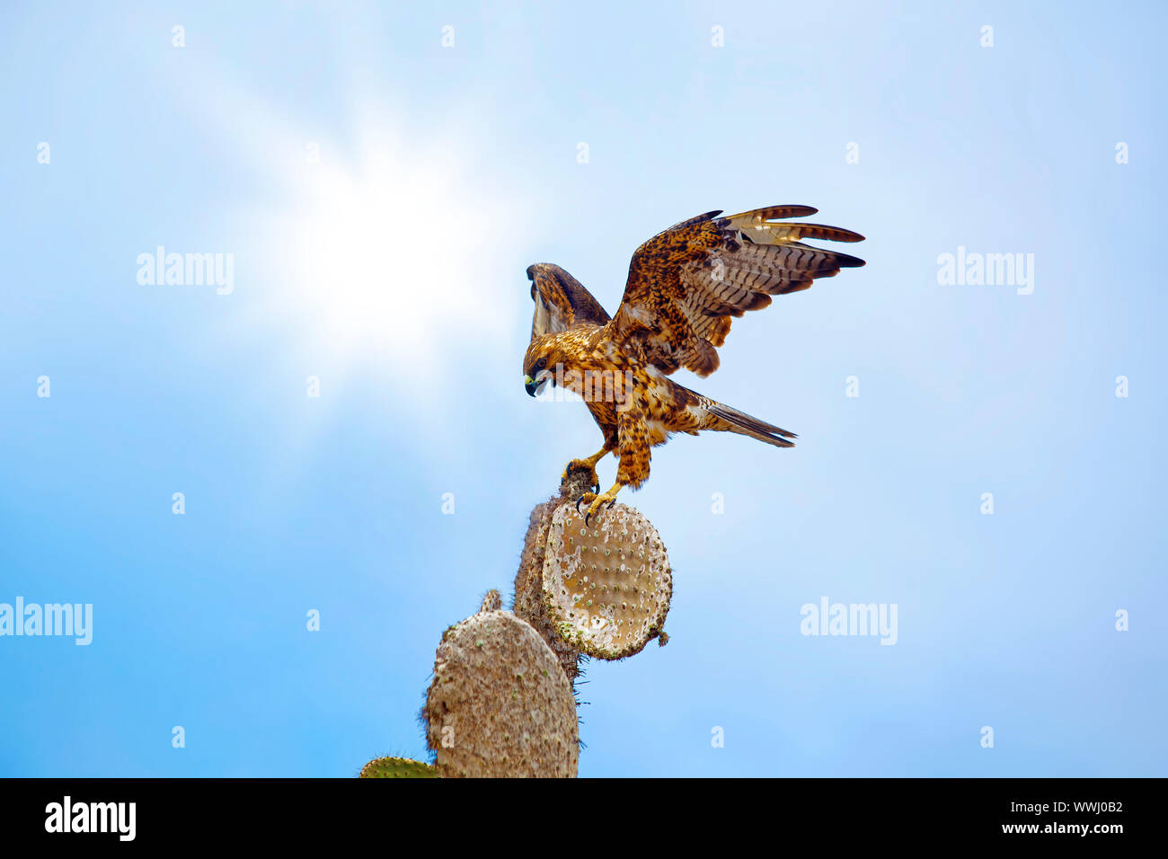 Galapagos hawk hi-res stock photography and images - Alamy