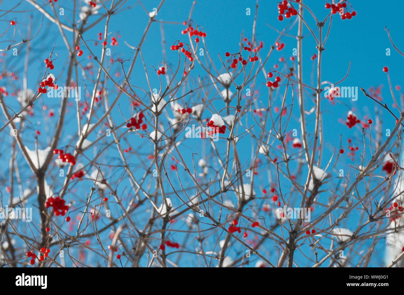Viburnum bush with clusters of red berries on dry branches in the background of the blue sky Stock Photo