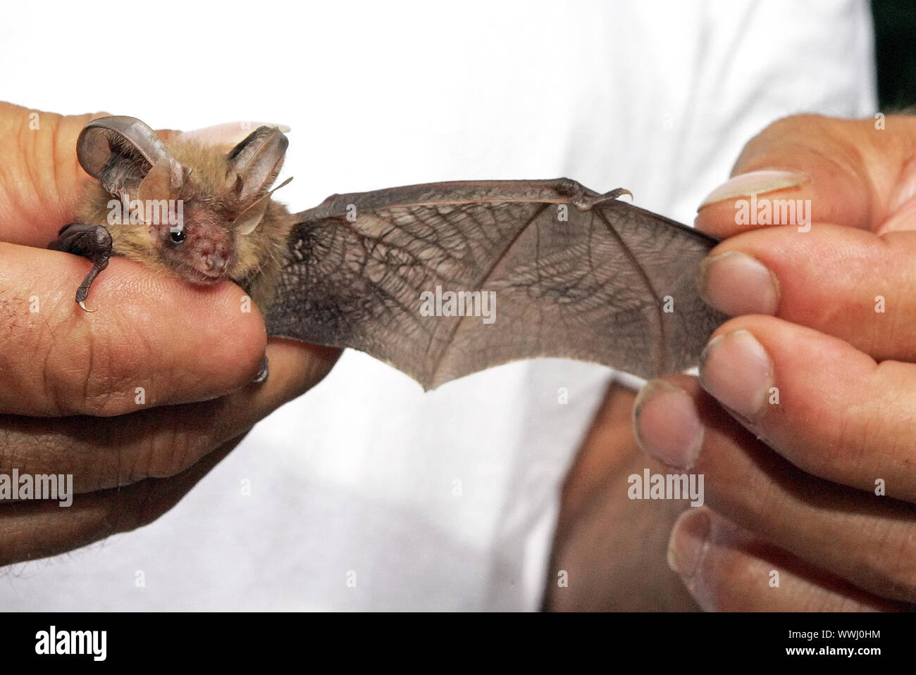 brown long-eared bat Stock Photo