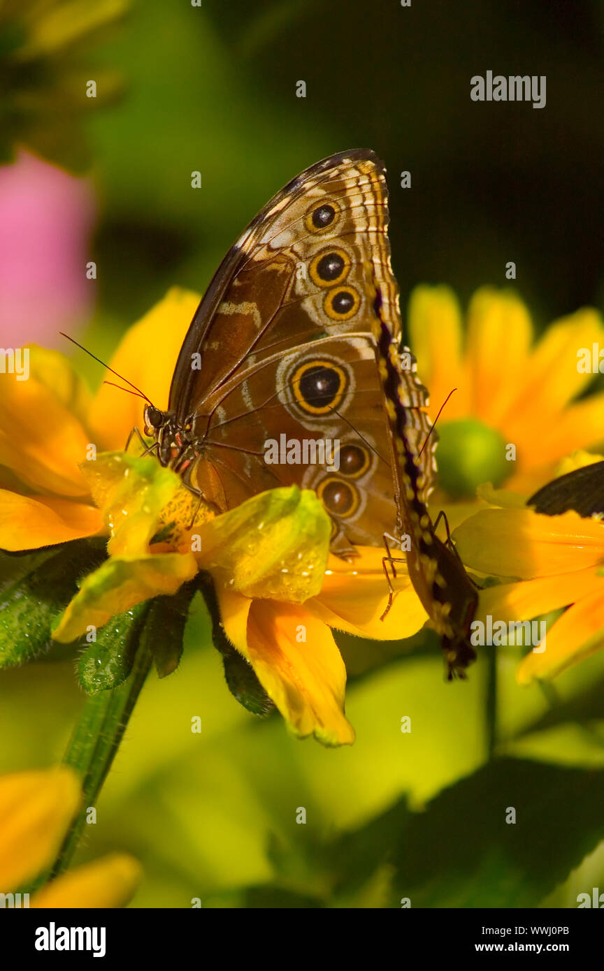 a butterfly eating nectar out of a flower Stock Photo Alamy