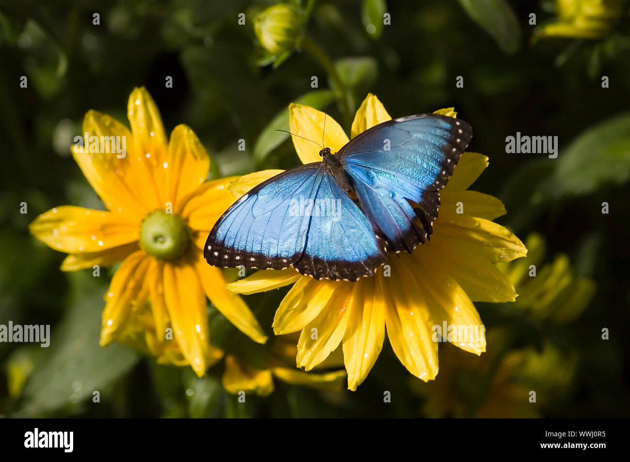 a butterfly eating nectar out of a flower Stock Photo Alamy