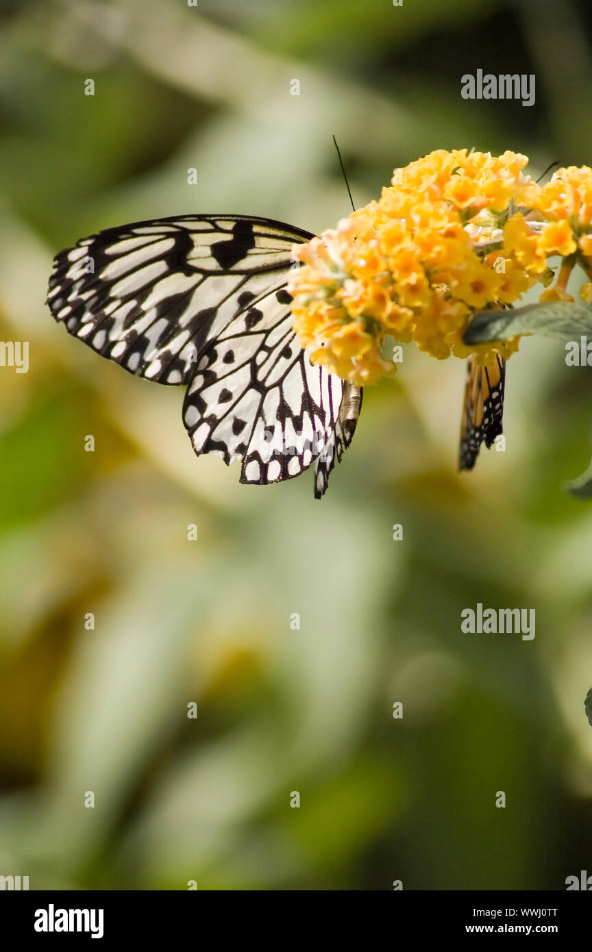 a butterfly eating nectar out of a flower Stock Photo Alamy