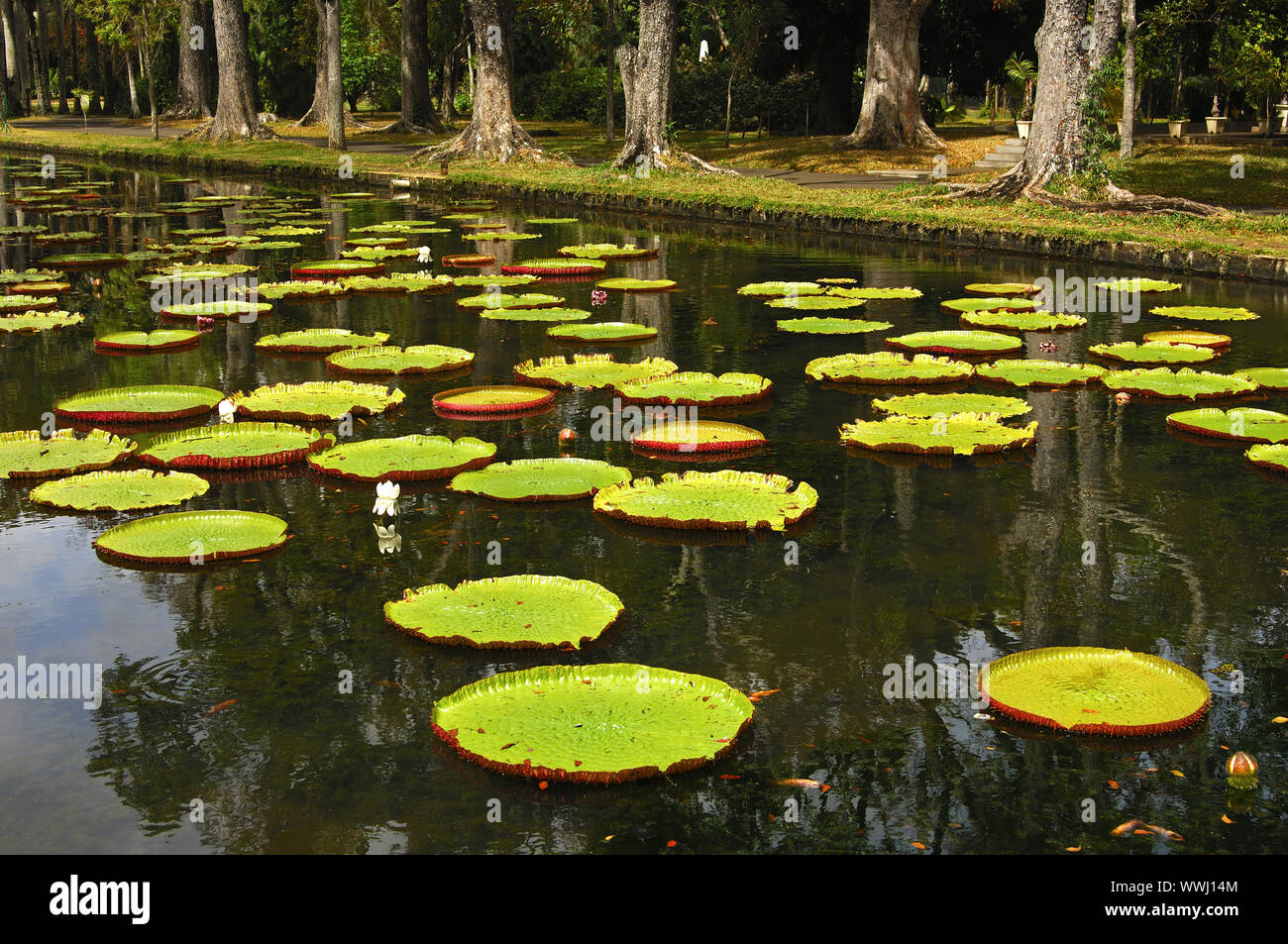 Pond with Amazon water lilies Stock Photo