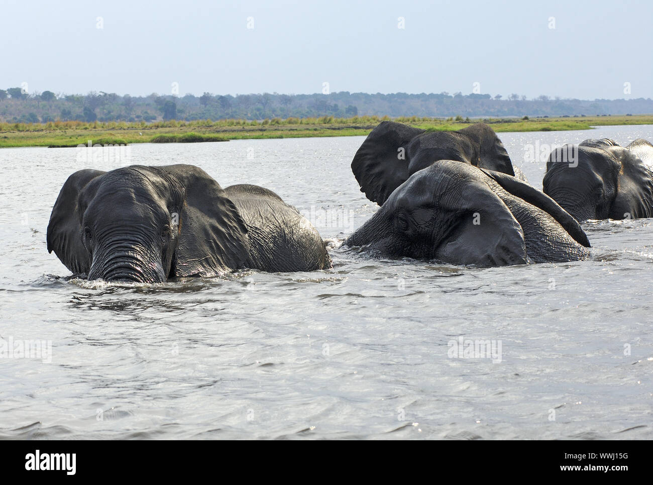 African elephants bathe in the Chobe River Stock Photo